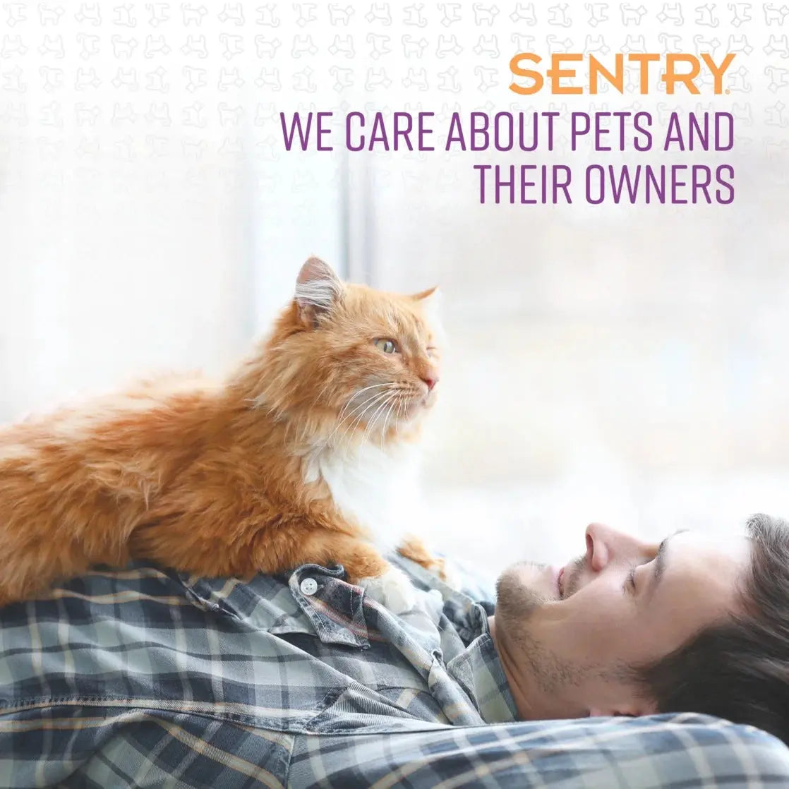 Kitten & Cat Calming Collar – 30 Day Relaxation for Anxiety, Travel & Loud Noise