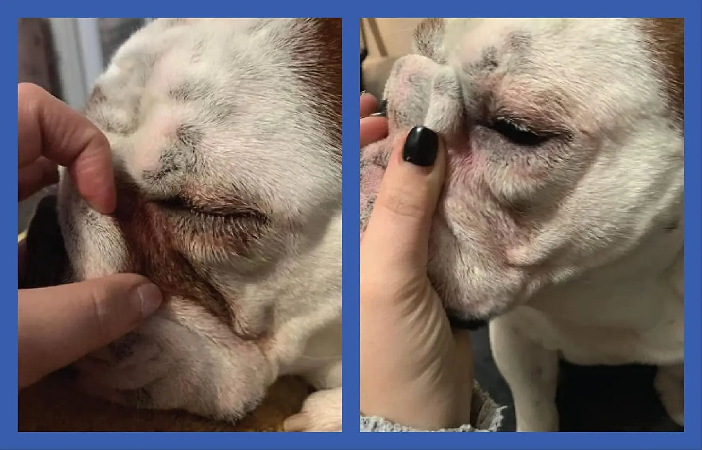 Bulldog Wrinkle Paste for Dogs Tear Stain & Fold Care Anti-Itch Cream 2oz