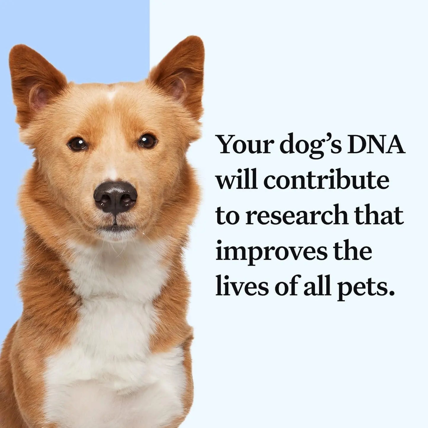 Wisdom Panel Essential Dog DNA Kit – Breed, Health & Trait Insights