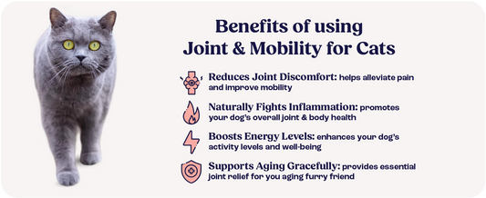 Cat Joint Supplement Chondroitin Mobility Support Natural Formula