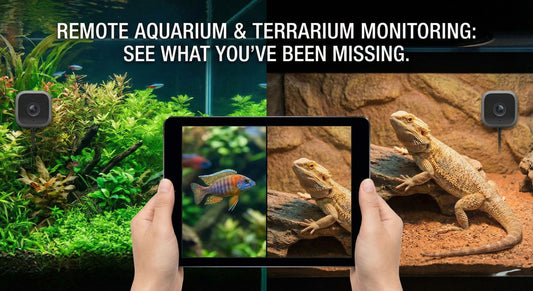  Hands holding a tablet displaying a crystal-clear 2K HD split-screen view of a planted aquarium and a bearded dragon terrarium, demonstrating the remote monitoring capabilities of the Wags & Whiskers camera.