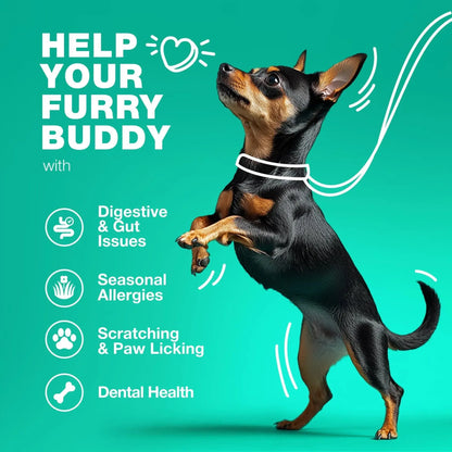Dog Probiotics Chews with Digestive Enzymes – Gut Health, Immunity & Allergy Support