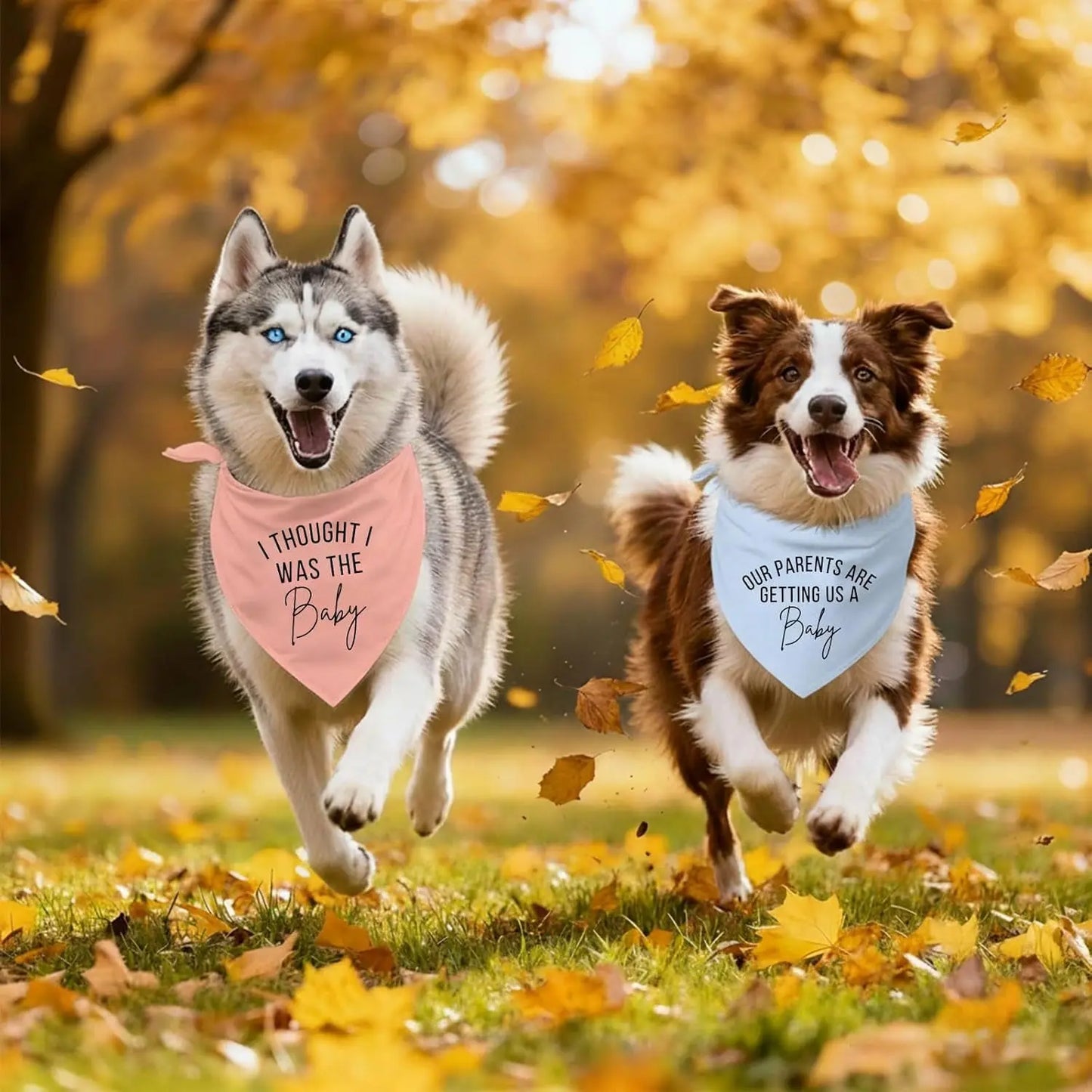 2 Pack Dog Pregnancy Announcement Bandanas Blue Pink Gender Reveal