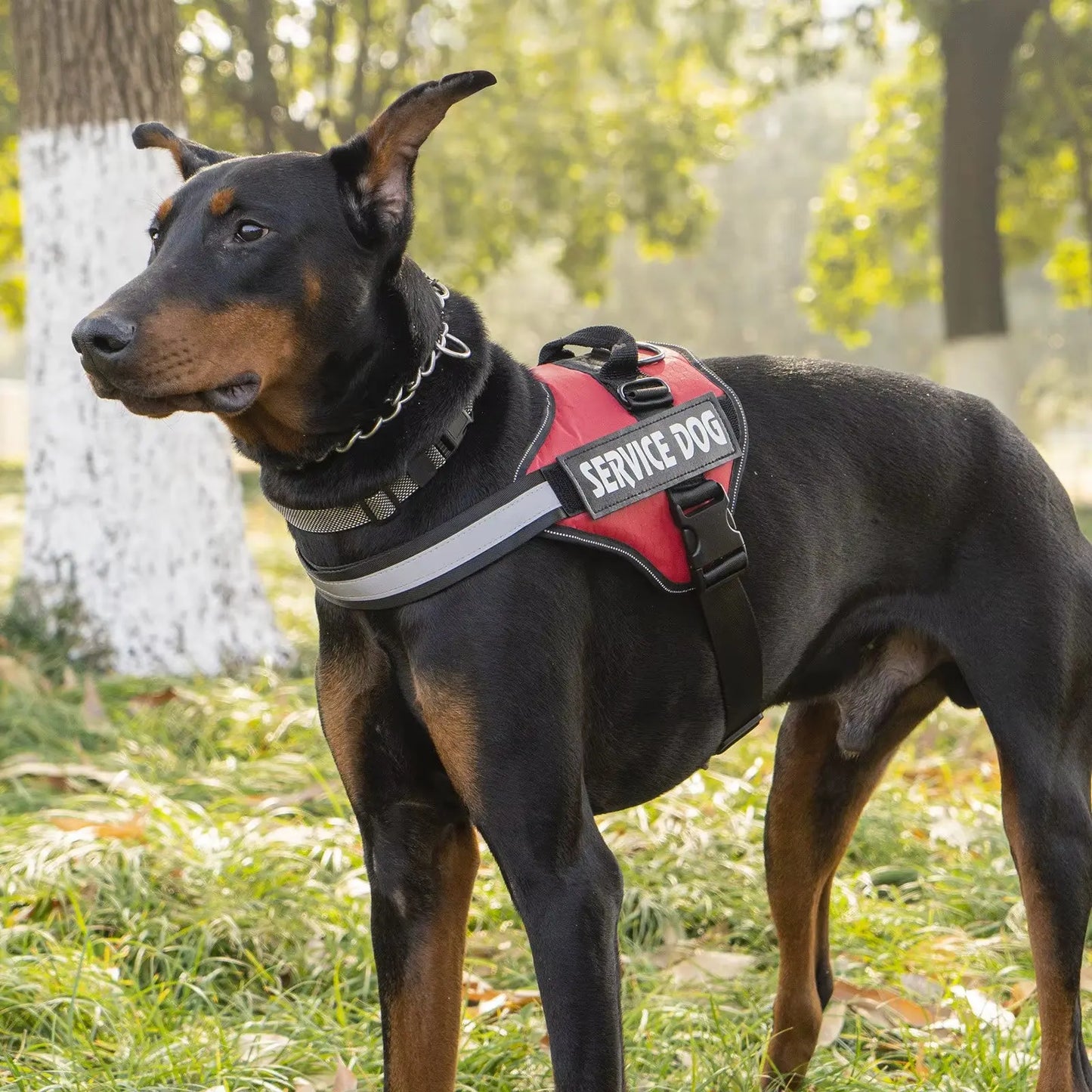 Service Dog Vest Harness with Chest Strap – Adjustable, Durable, Comfortable