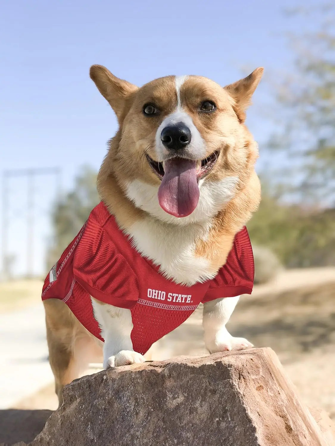 Licensed Official NCAA Mesh Jersey for Dogs & Cats