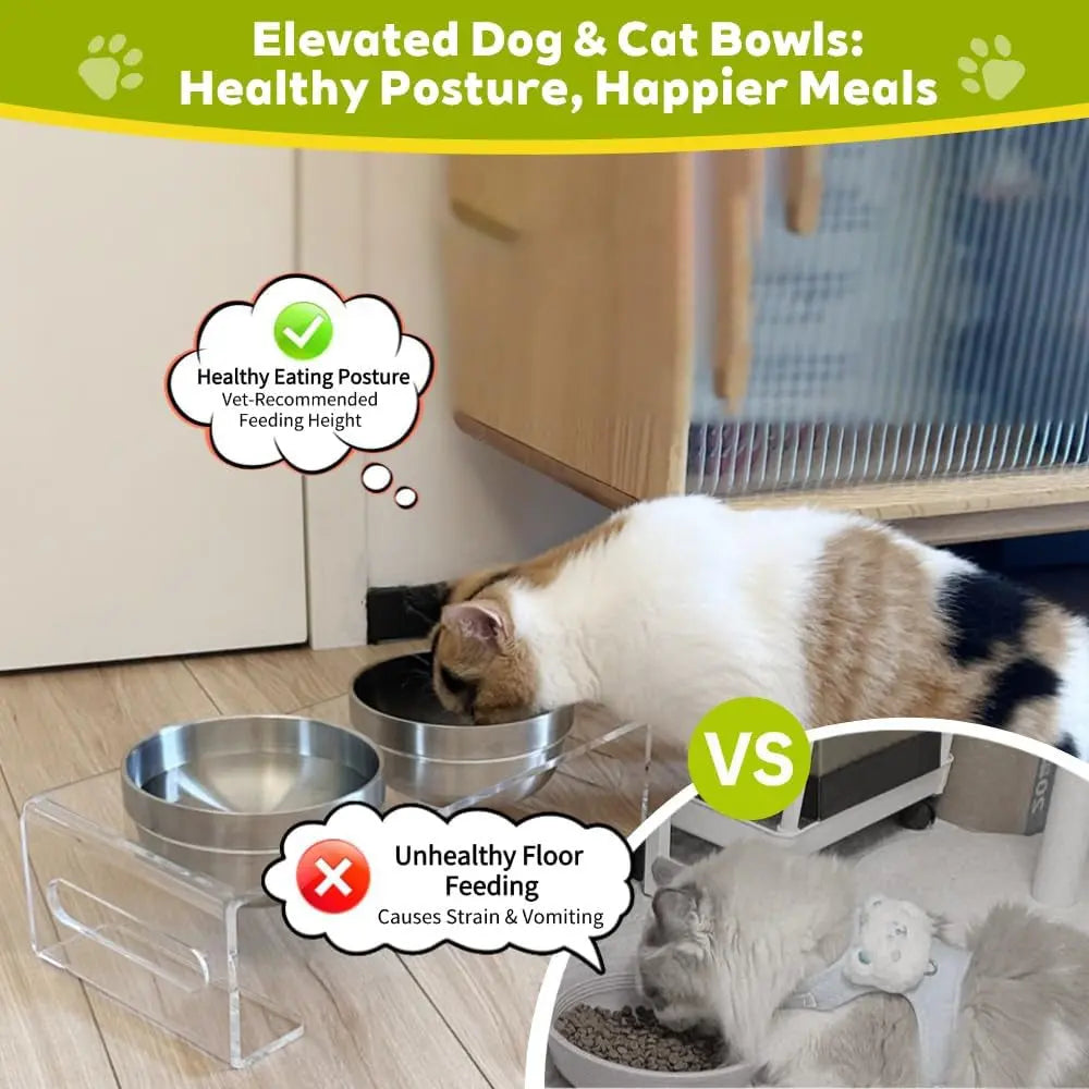 Acrylic Elevated Pet Bowls with Stand, Stainless Steel Feeder for Cats & Dogs