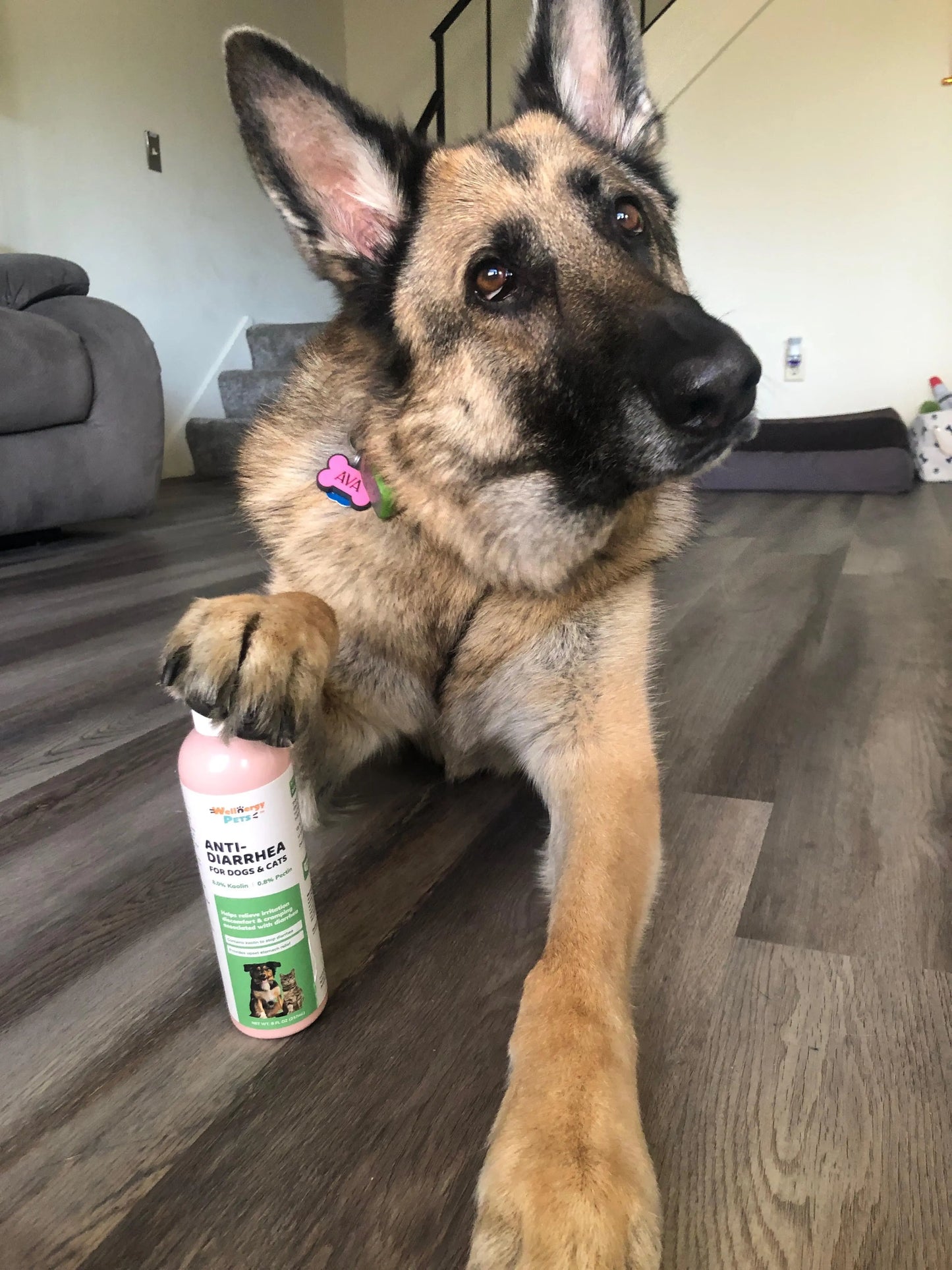 Anti-Diarrhea for Dogs & Cats – 4 oz | Fast Relief for Upset Stomach, Gas & Loose Stool