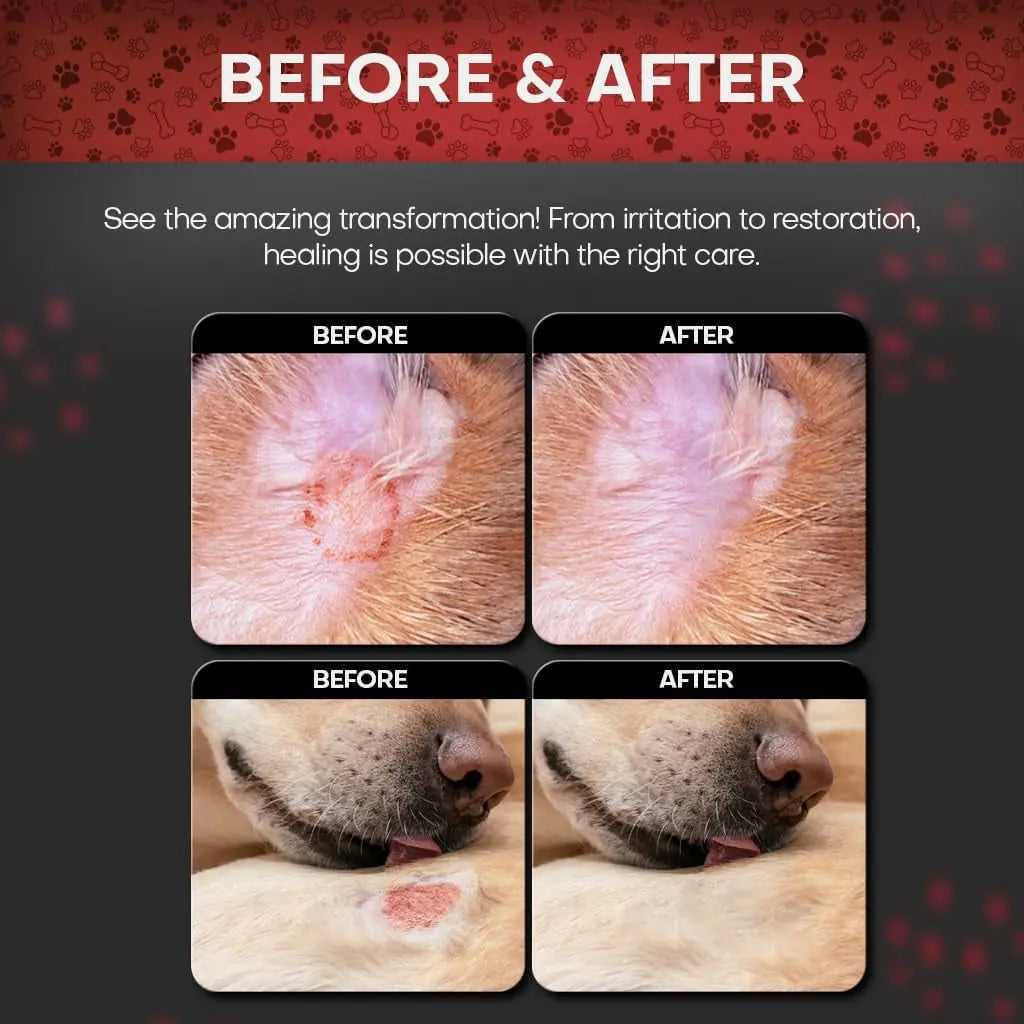 Chlorhexidine Medicated Pet Wipes XL for Dogs & Cats Antibacterial 50ct