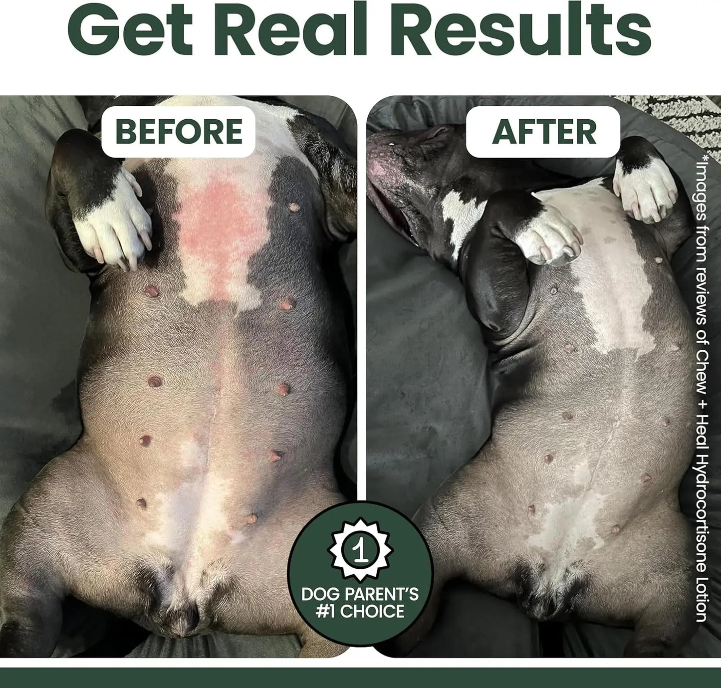 Dog Anti Itch Lotion Relief Skin Irritation Flea Bites USA