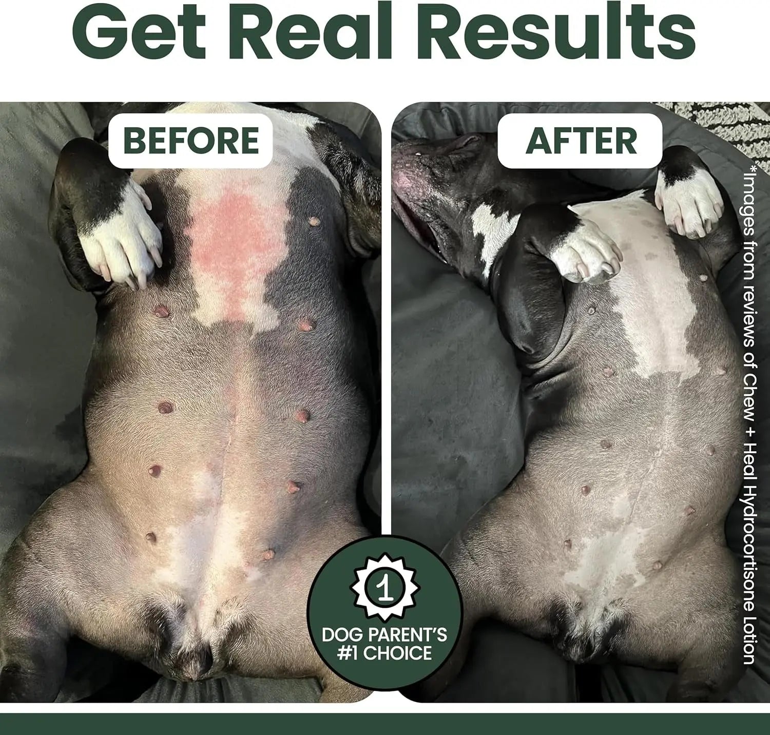 Dog Anti Itch Lotion Relief Skin Irritation Flea Bites USA