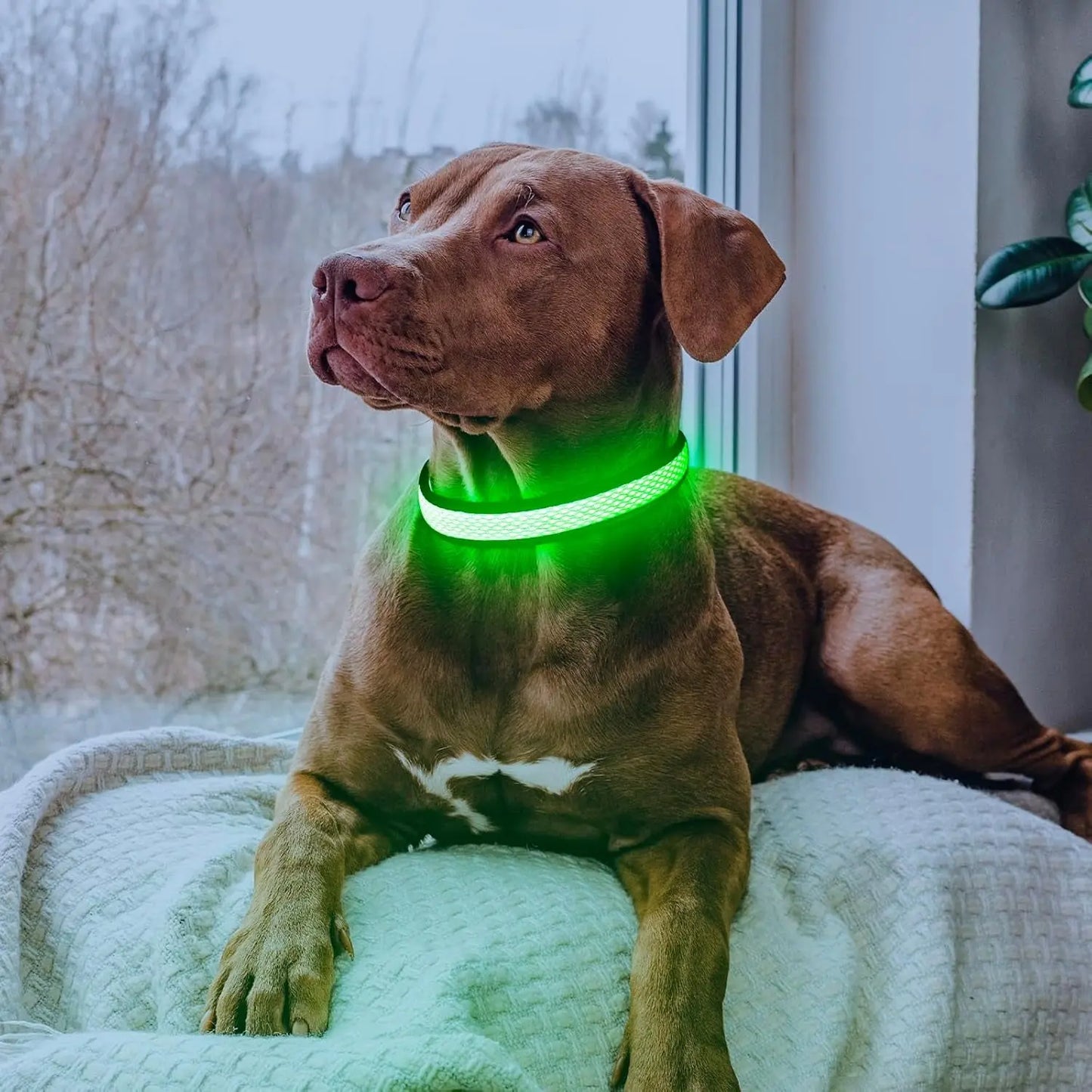 LED Dog Collar USB Rechargeable Light Up Safety Collar - All Colors/ Sizes