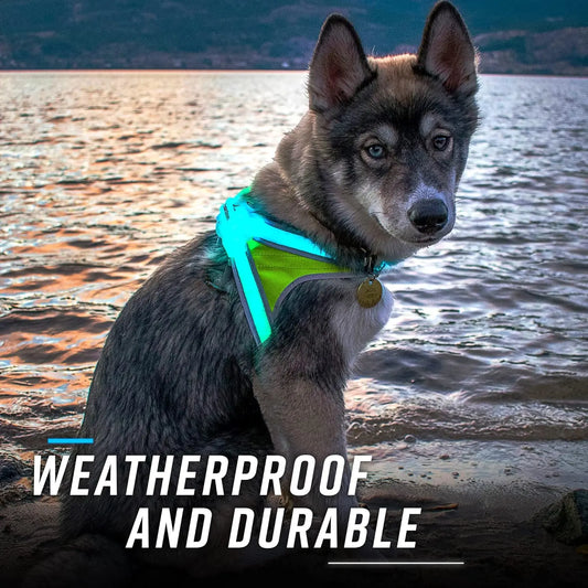 LED Light-Up Dog Harness – USB Rechargeable Reflective Adjustable Safety Vest