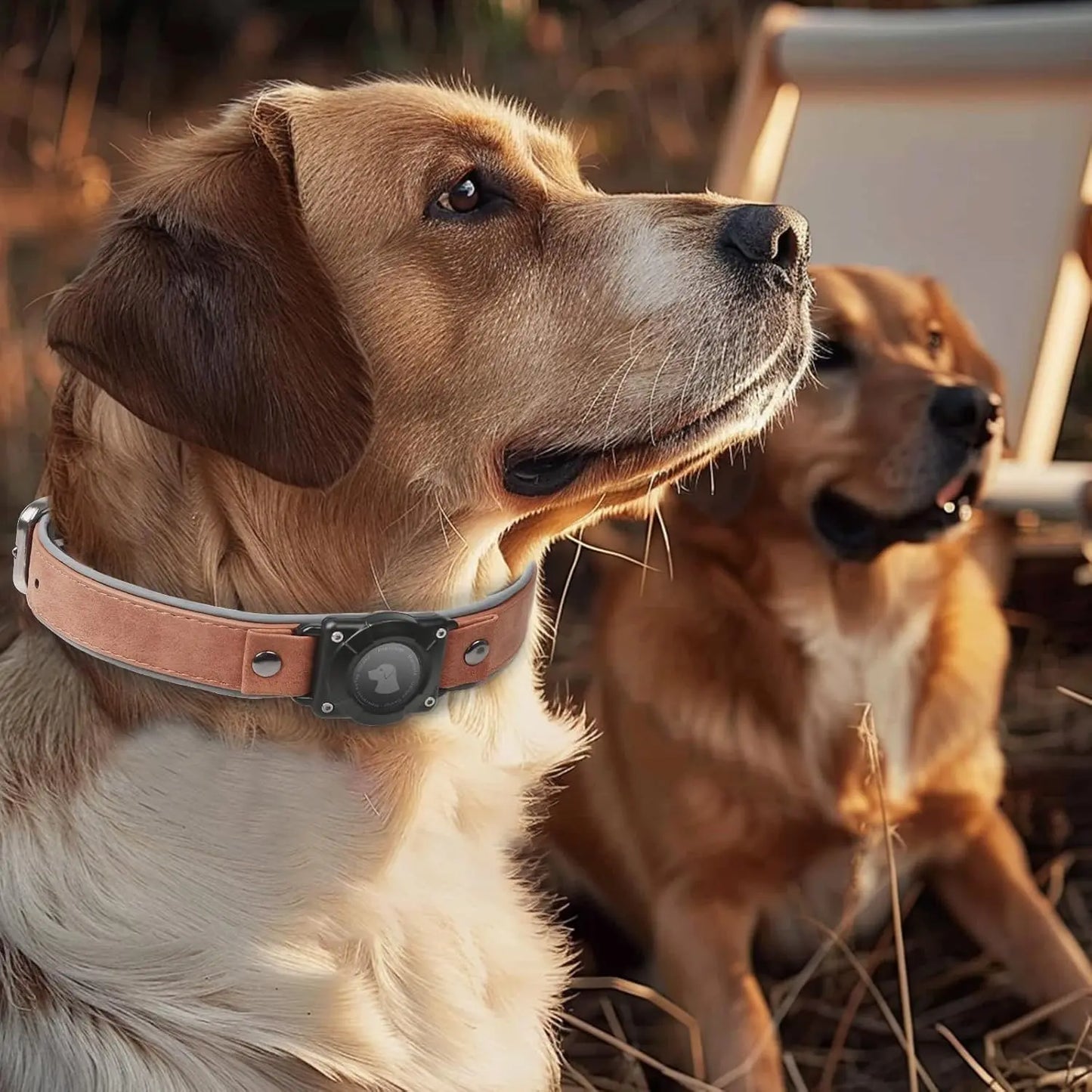 Leather AirTag Dog Collar, Water-Resistant, Reflective, Adjustable, Built-In AirTag Holder