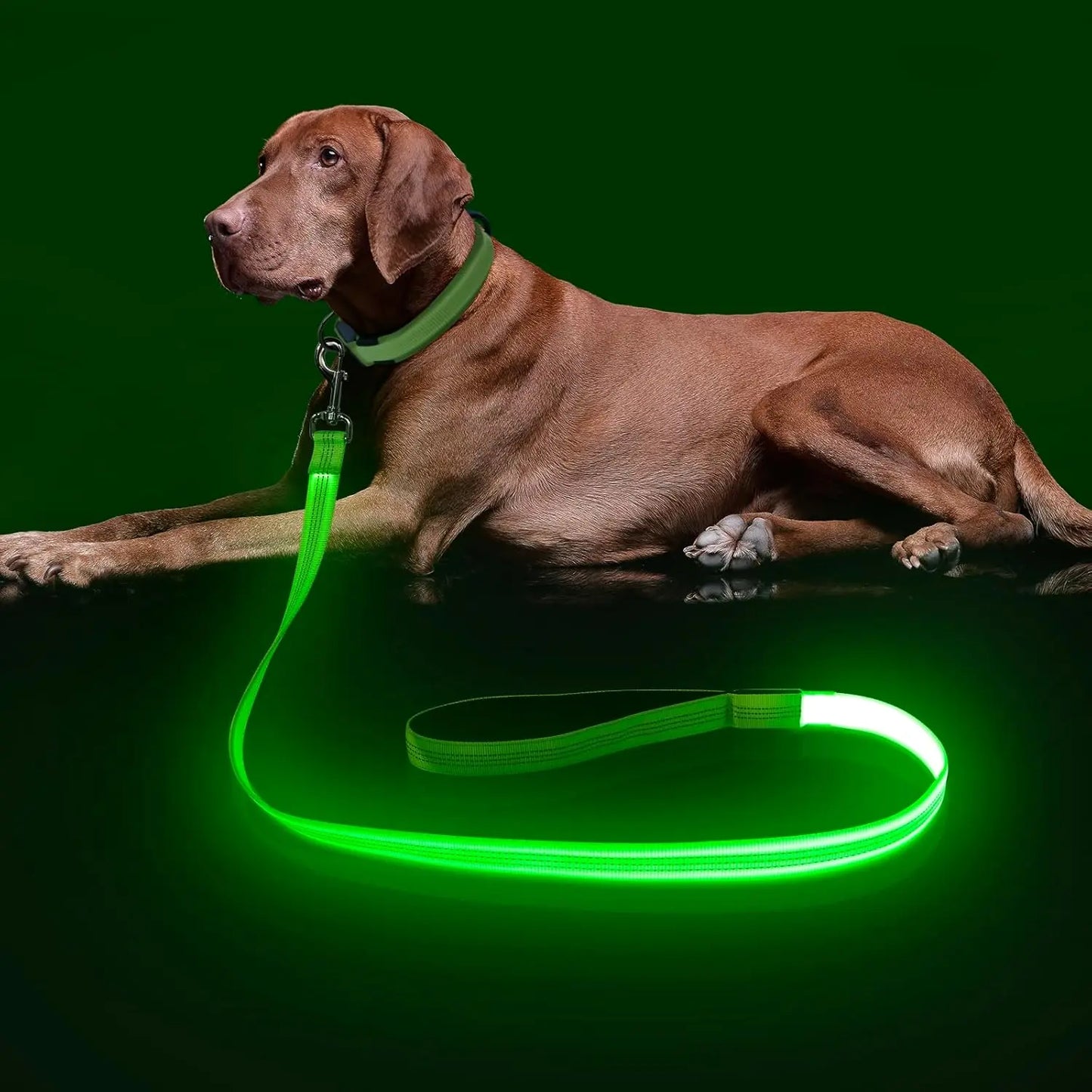 Light Up LED Dog Leash 6FT – USB Rechargeable Glow Leash for Night Safety Green (New) 4Ft