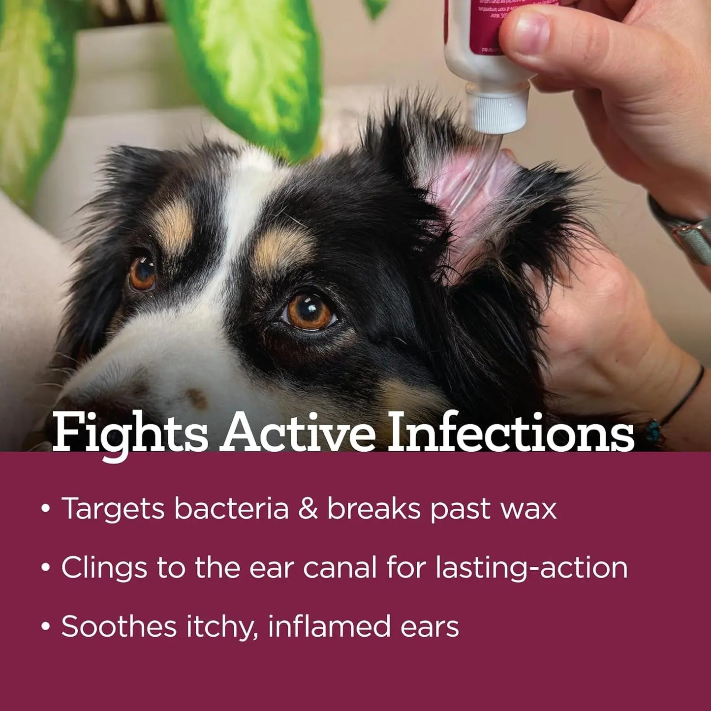 Medicated Dog Ear Drops 2oz Itch Relief Otic Infection Support