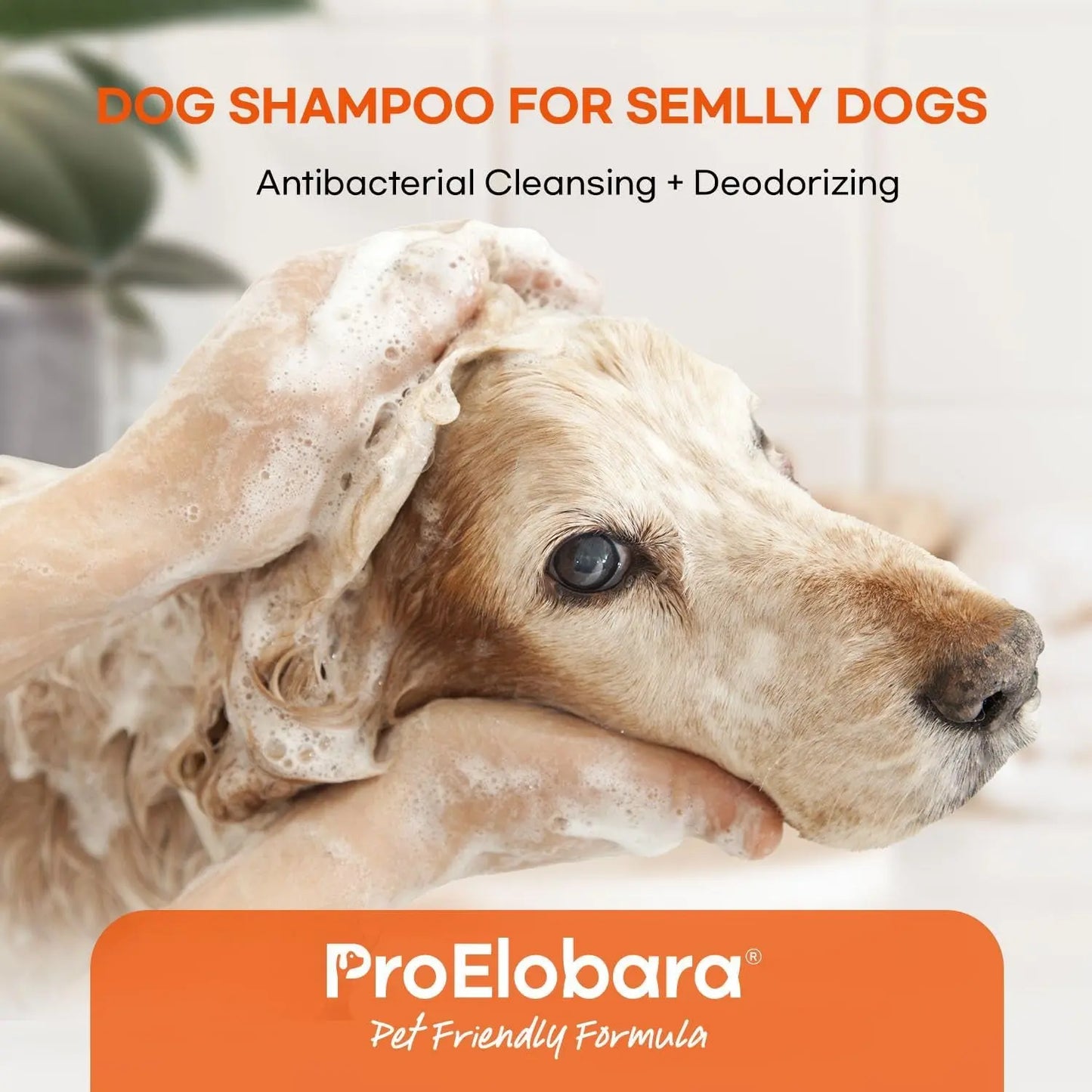 Medicated Dog Shampoo for Itchy Skin, Yeast & Hot Spot Relief – 16 oz