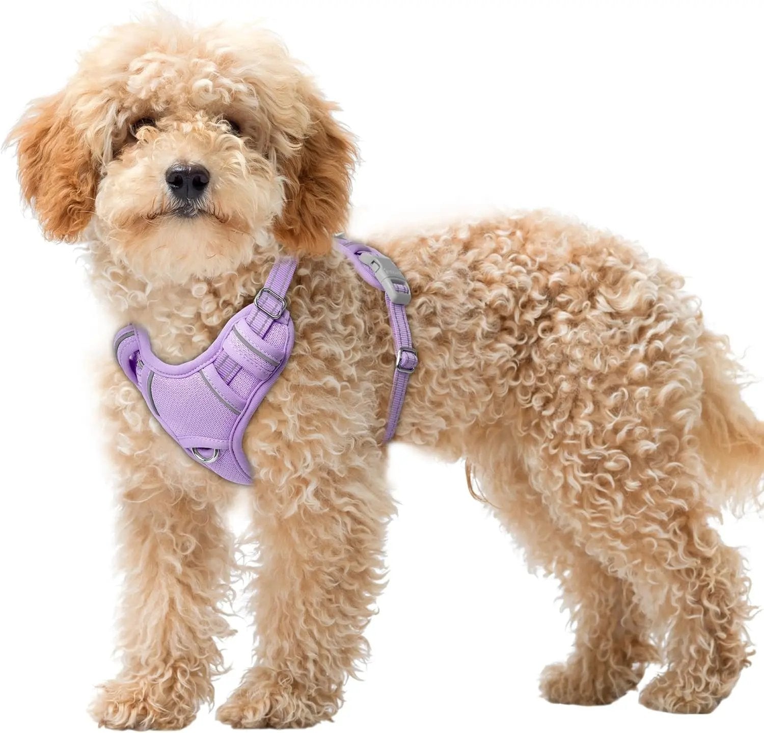 Reflective No-Pull Dog Harness, Adjustable Comfort for Training & Walking Violet Purple X-Small