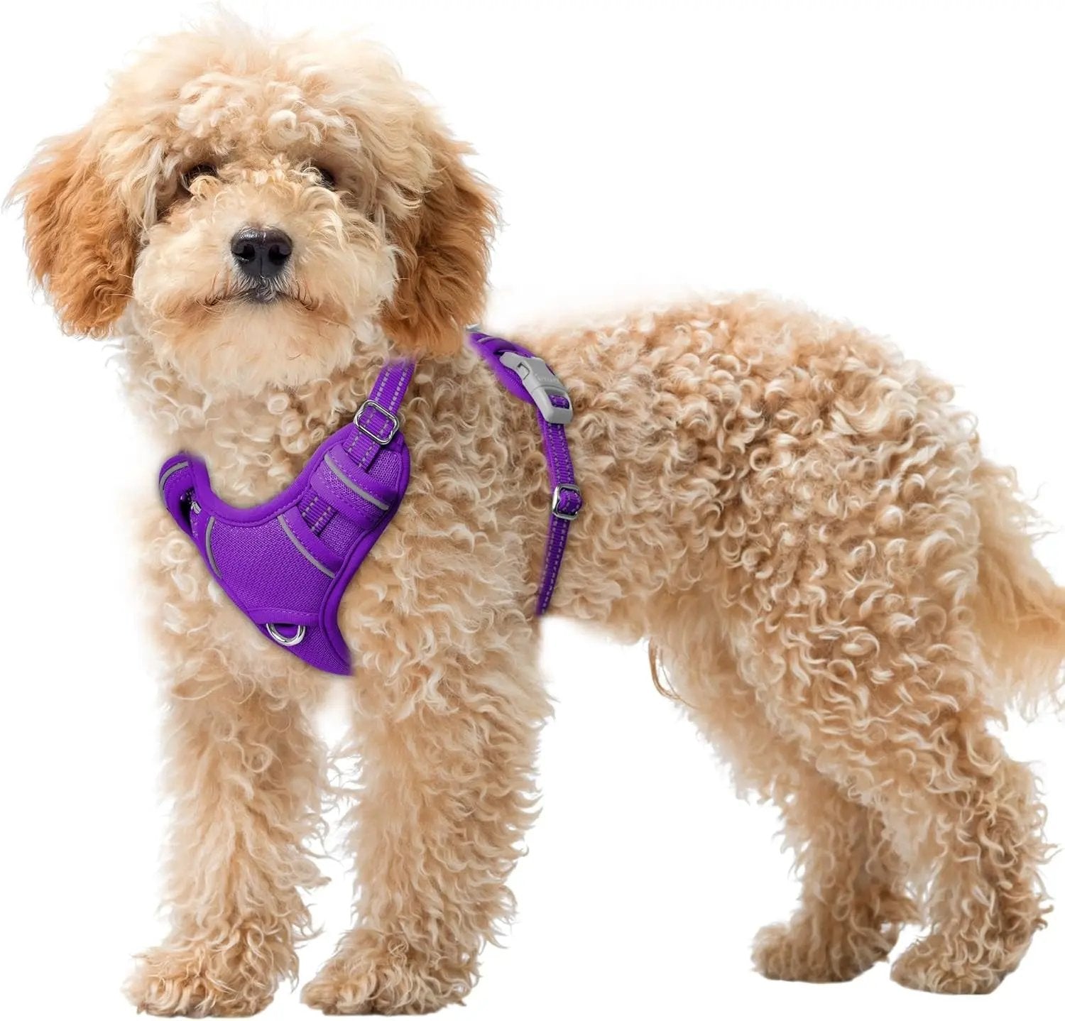 Reflective No-Pull Dog Harness, Adjustable Comfort for Training & Walking Purple X-Small