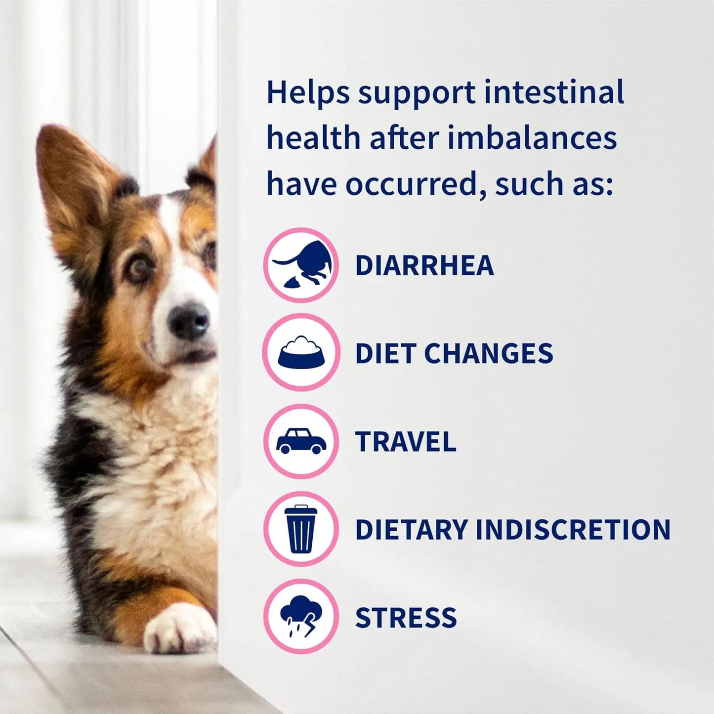 Nutramax Proviable Probiotics for Dogs & Cats – Daily Digestive Health
