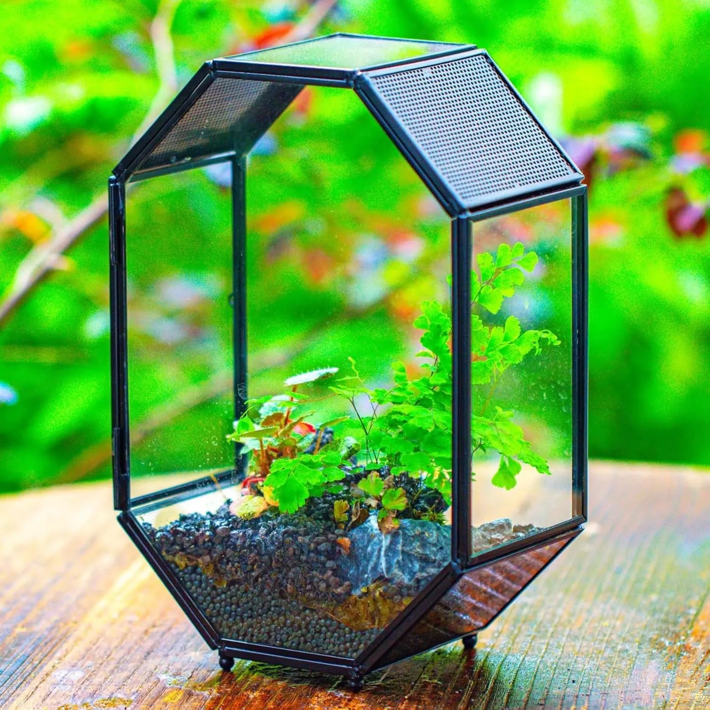 Octagon Glass Terrarium Mesh Door Jumping Spider 8.7in Black