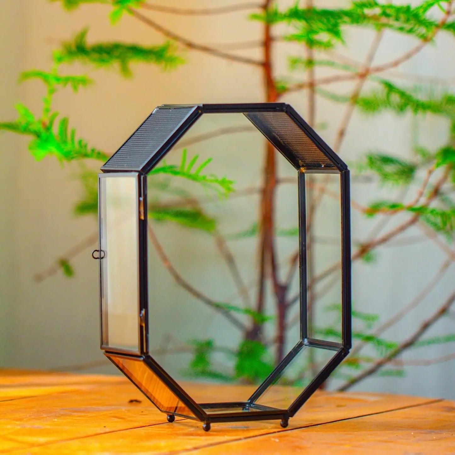 Octagon Glass Terrarium Mesh Door Jumping Spider 8.7in Black 6.2 X 3.1 X 8.7 Inches