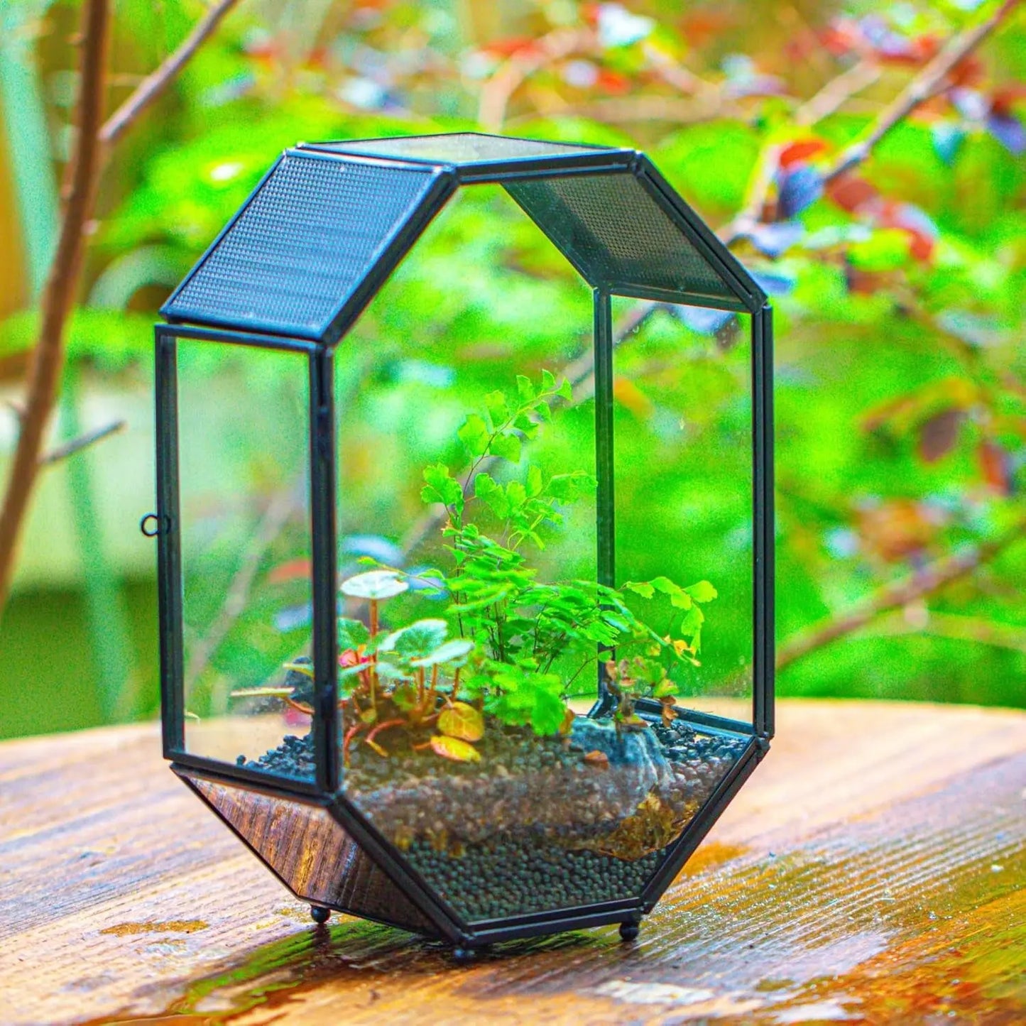 Octagon Glass Terrarium Mesh Door Jumping Spider 8.7in Black
