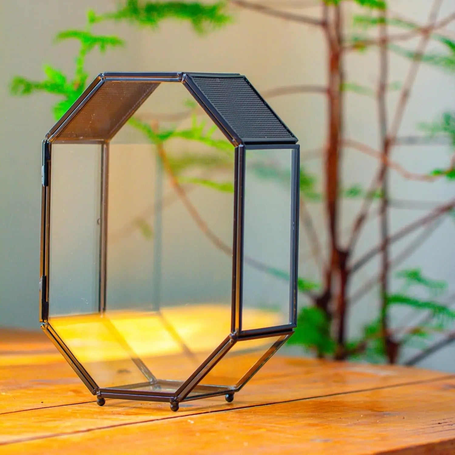 Octagon Glass Terrarium Mesh Door Jumping Spider 8.7in Black