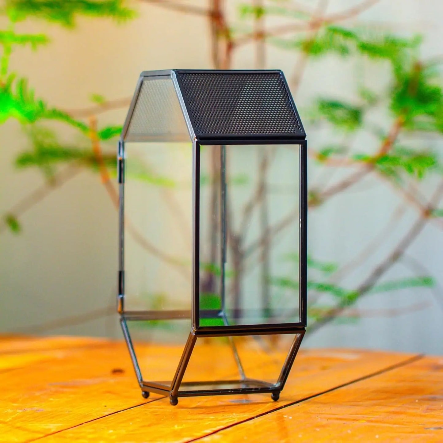 Octagon Glass Terrarium Mesh Door Jumping Spider 8.7in Black