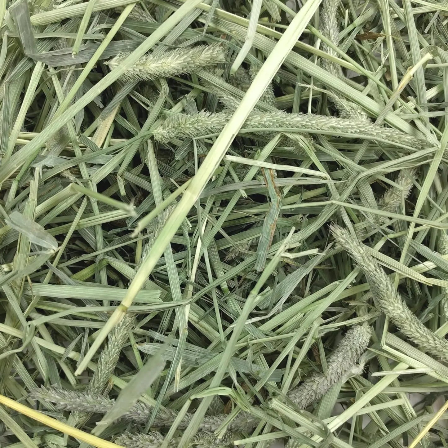 Oxbow Western Timothy Hay 90oz Natural Grass for Rabbits Guinea Pigs