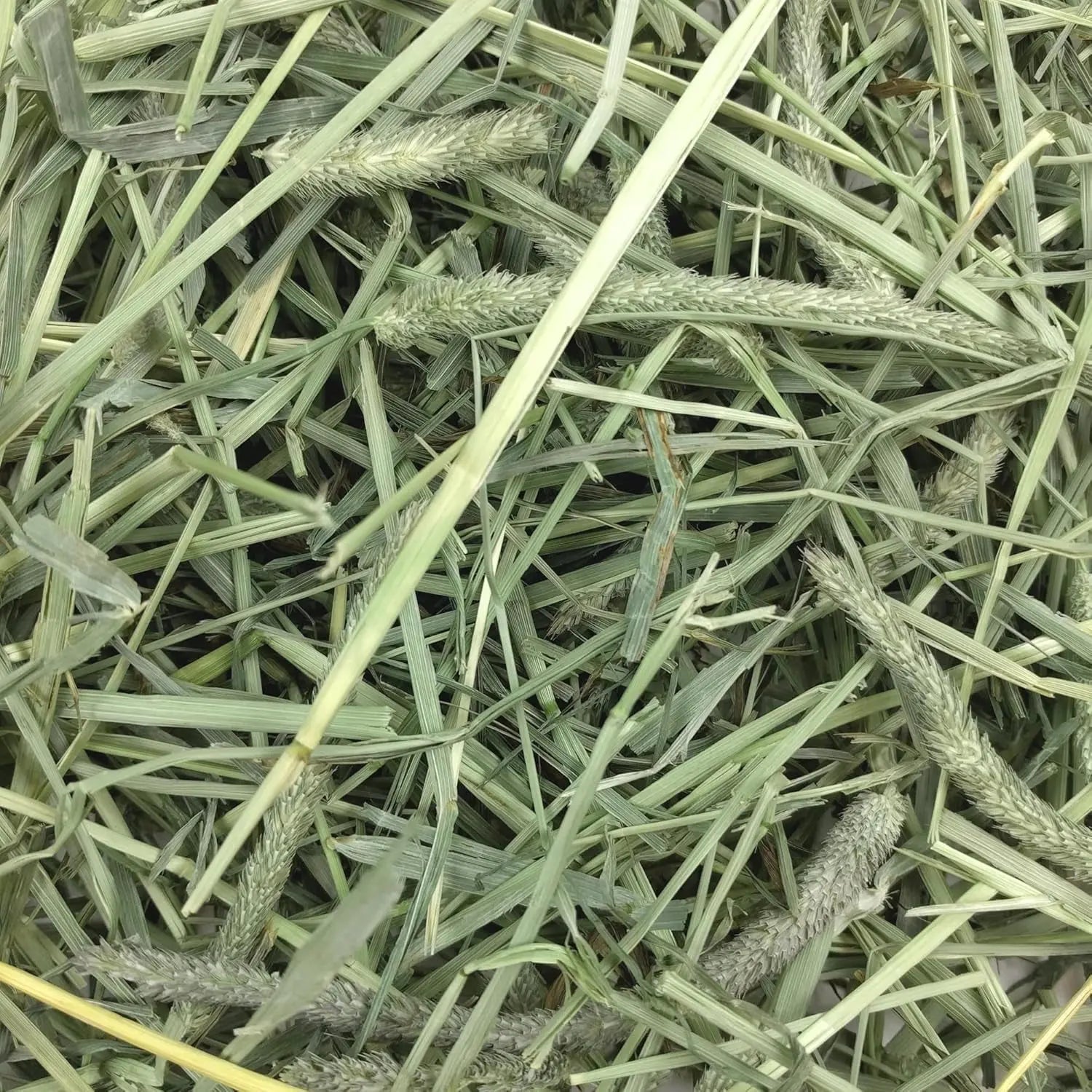 Oxbow Western Timothy Hay 90oz Natural Grass for Rabbits Guinea Pigs