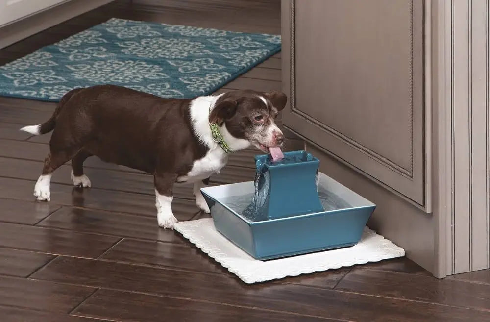 PetSafe Pagoda Ceramic Pet Fountain, Dual Stream, Elevated Bowl, 70 oz