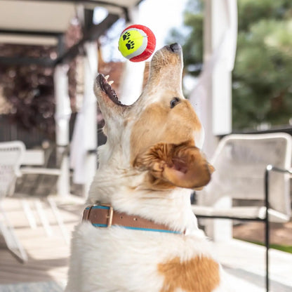 Premium New Puppy Gift Basket – Dog Starter Kit & Birthday Toy Set