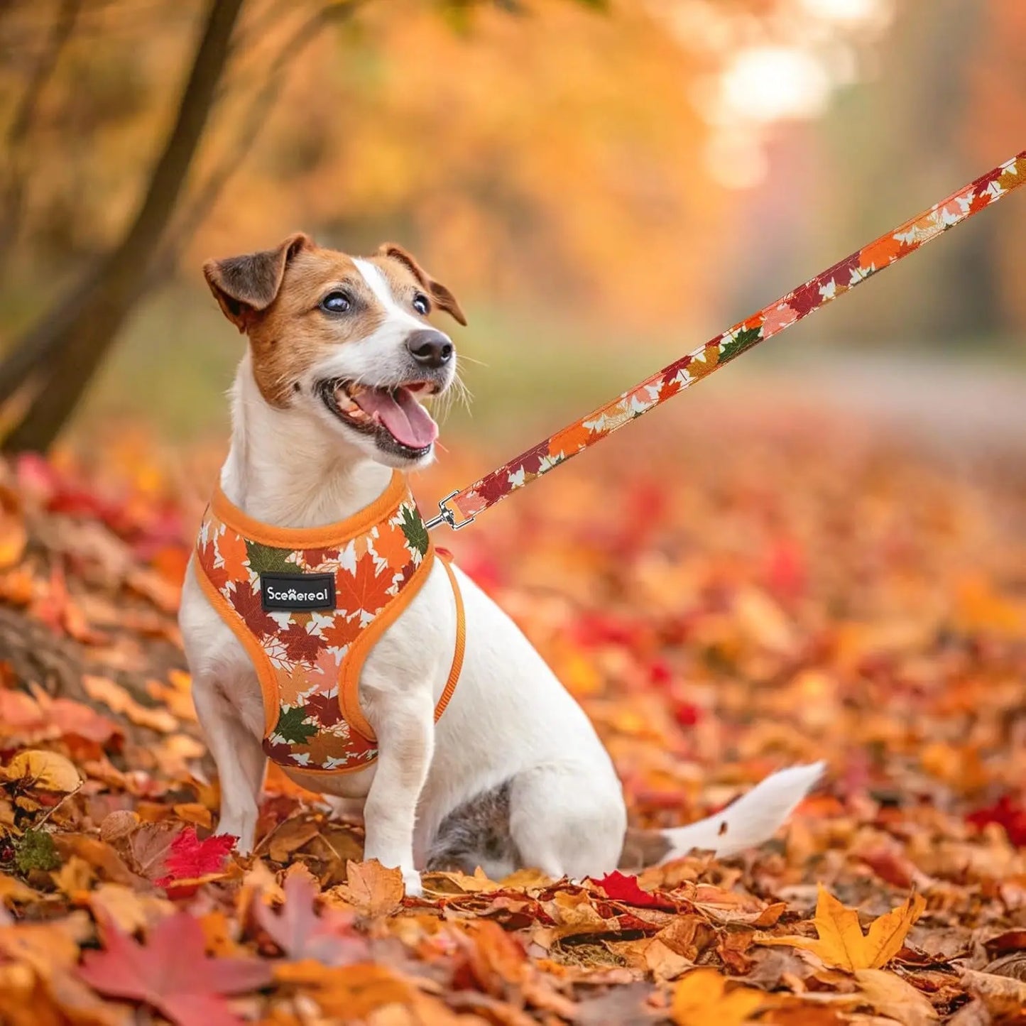 Small Dog or Cat Fall Harness, Collar & Leash Set– No Pull Adjustable Vest(Xs-M)