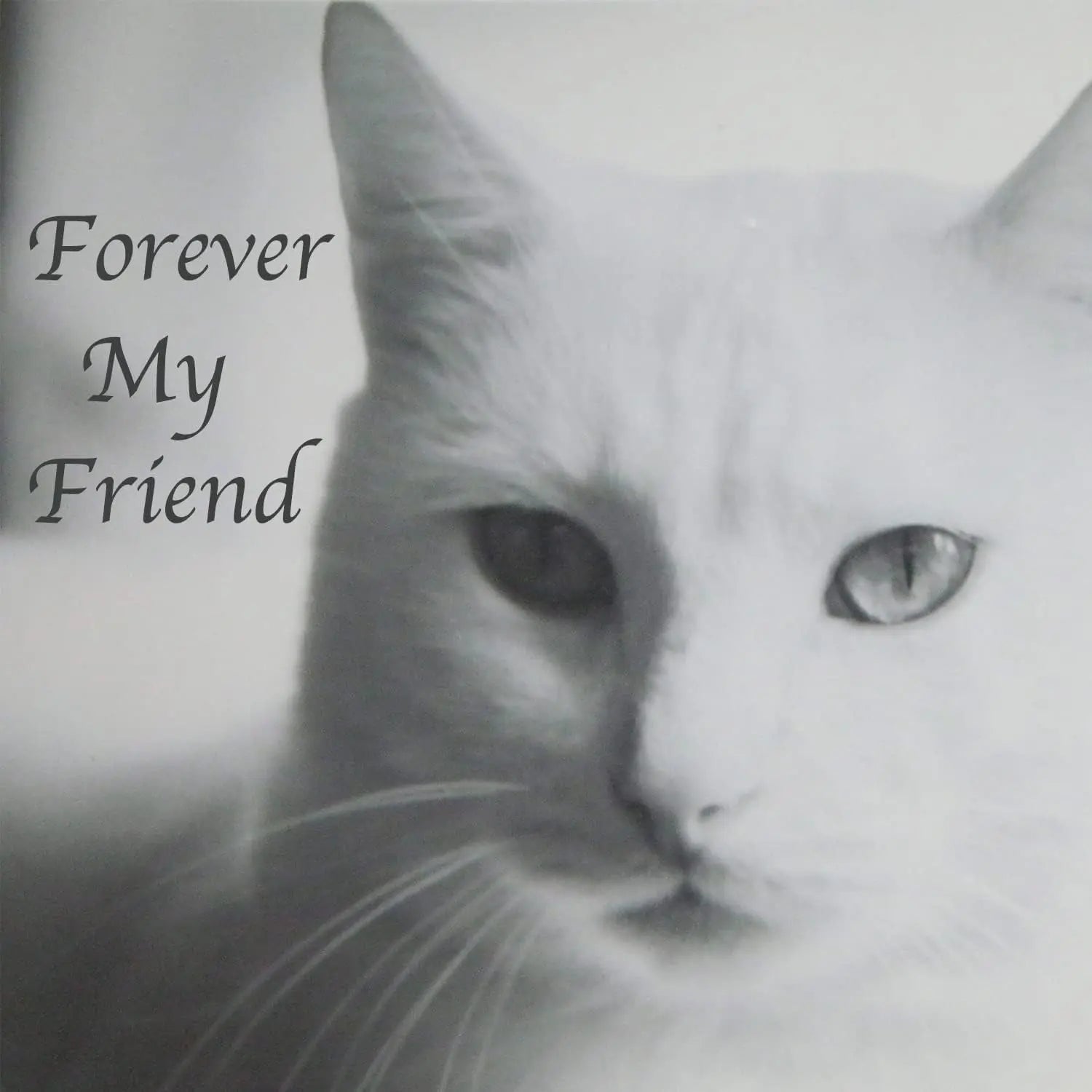 Stainless Steel Pet Memorial Urn for Cats & Small Dogs with Secure Lid Keepsake