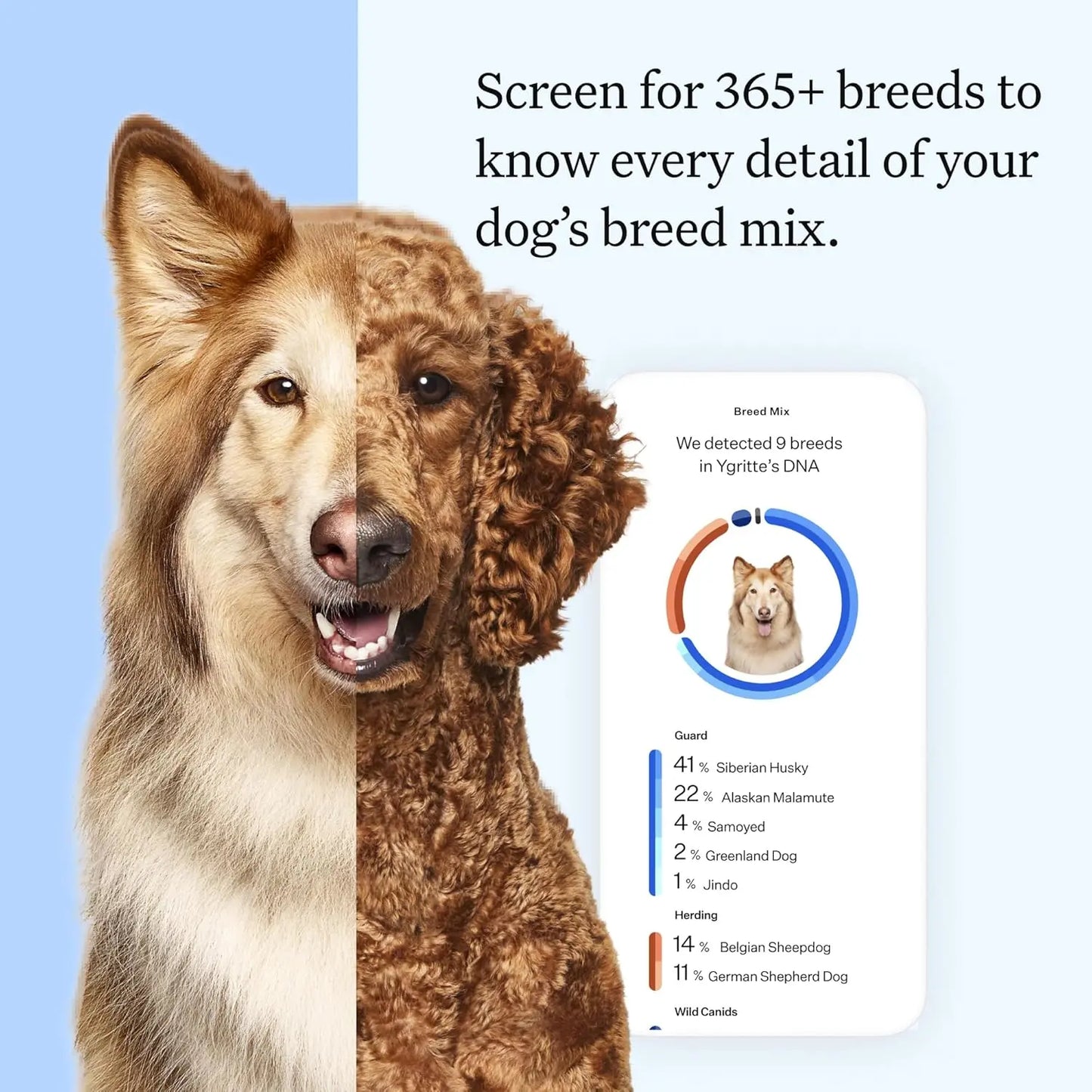Wisdom Panel Essential Dog DNA Kit – Breed, Health & Trait Insights