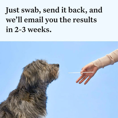 Wisdom Panel Essential Dog DNA Kit – Breed, Health & Trait Insights