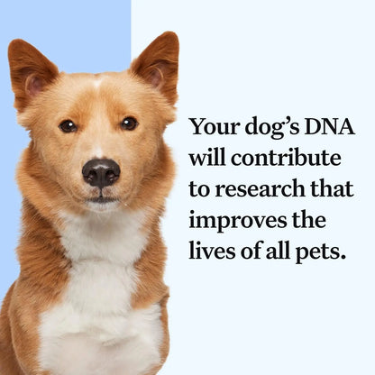 Wisdom Panel Essential Dog DNA Kit – Breed, Health & Trait Insights