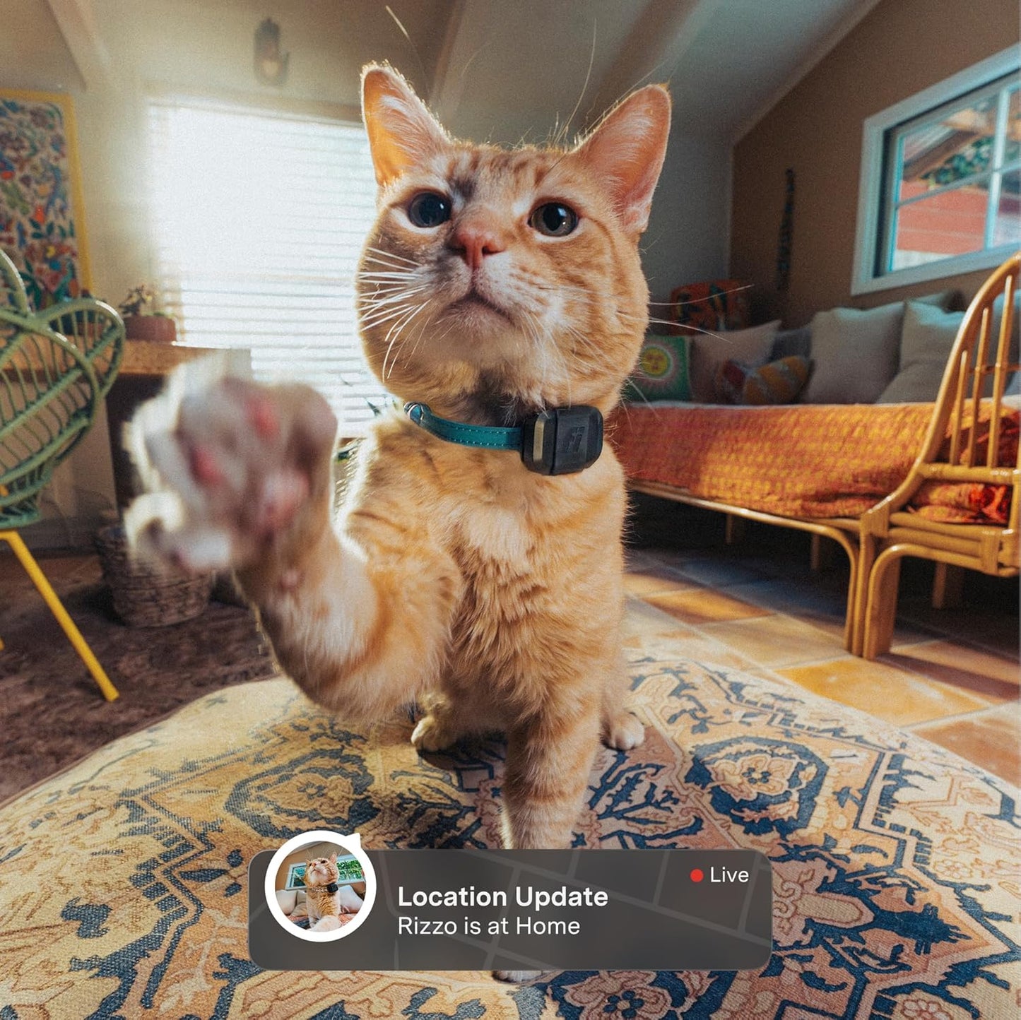 Fi Mini GPS Cat Tracker, Escape Alerts, Activity Tracking & IP68 Waterproof