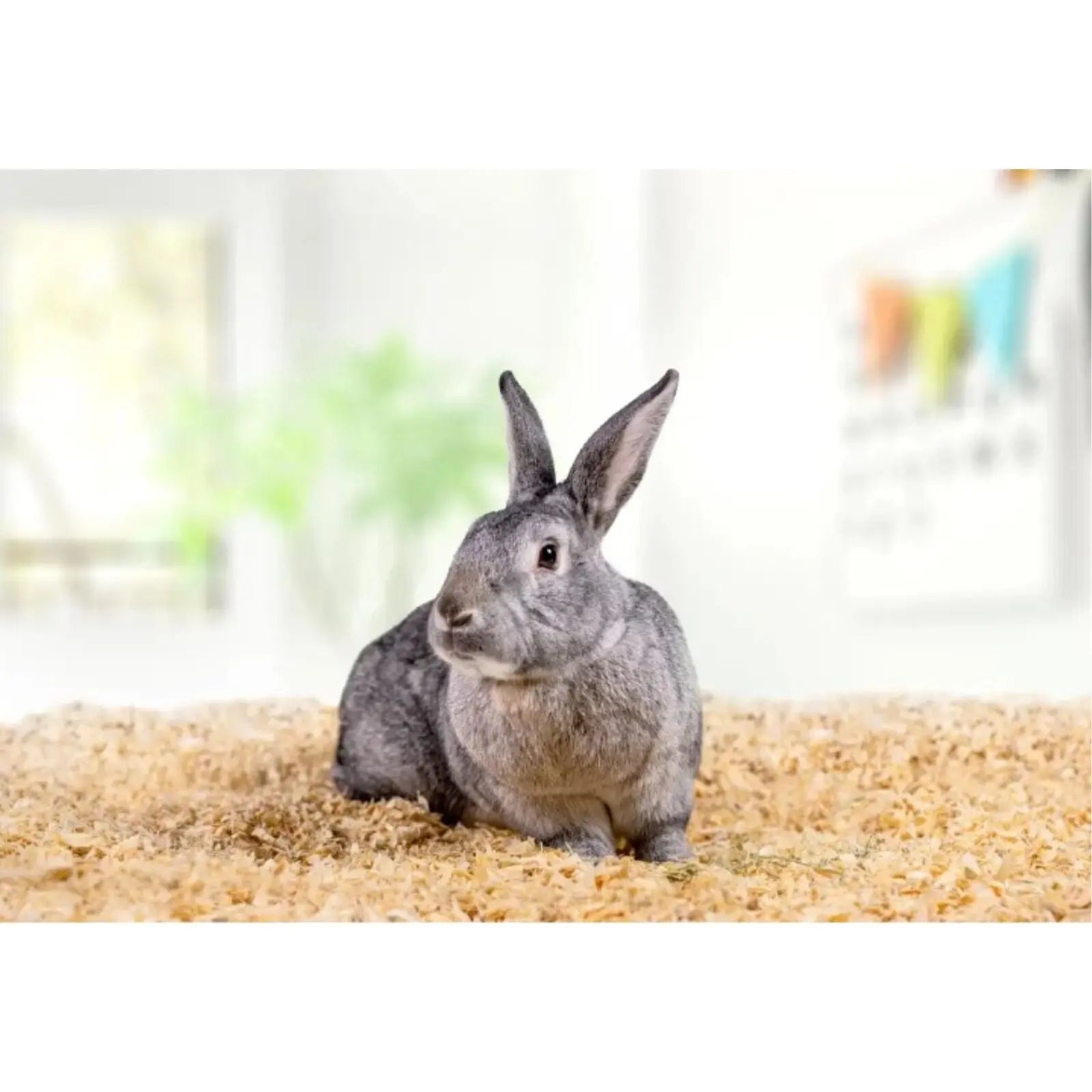 Pine Bedding for Small Pets | Kiln-Dried Soft Pine Pet Bedding 41L